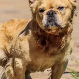 French Bulldogs from Top Rated House Of Bullys