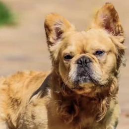 French Bulldogs from Top Rated House Of Bullys