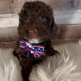 Beacon - Chocolate male Goldendoodle puppy in Decatur, Texas from Scherrer Sweet Goldendoodles