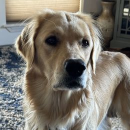 Amelia Mae - Golden Retriever