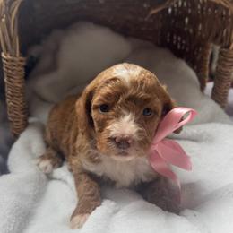 Maybell - Red female Cavapoo puppy in Ville Platte, Louisiana from The Barkery