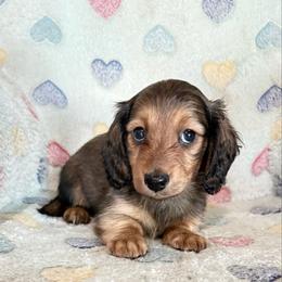 Shaded red female - Red female Dachshund puppy in Tonopah, Arizona from Brandie's Dachshunds