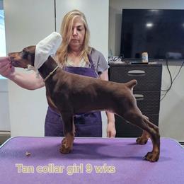 Girl 3 - female Doberman Pinscher puppy in Suffolk County, New York from Kalora Dobermans