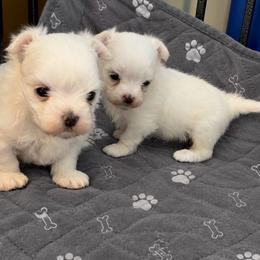 Grace - White female Maltese puppy in Coats, North Carolina from Angie's Puppies