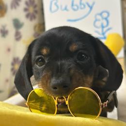 Bubby    2500.00 - Black and tan male Dachshund puppy in Oscoda, Michigan from Northland Dachshunds