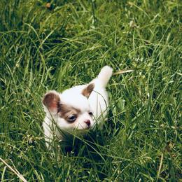 Everest (lilac spotted) - Blue and white male Chihuahua puppy in Laurel, Mississippi from Home of Tiny Chihuahuas