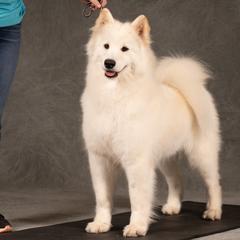Koala - Samoyed