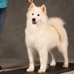 Koala - Samoyed