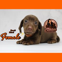 Coco bean - Chocolate and tan female Dachshund puppy in Liberty, Texas from Mini Chocolate Factory