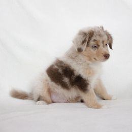 Miniature Australian Shepherd Puppies from The Kelley Crew