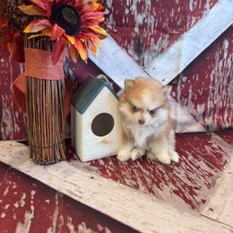 Bentley - Red and white male Pomsky puppy in Bucyrus, Missouri from Hill Top Pomskies