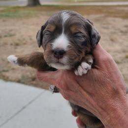 Peppermint Patty-Green - Blue merle female Bernedoodle puppy in Dugway, Utah from Luv4Bernedoodles