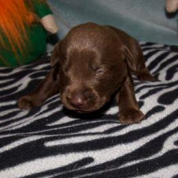Bella - Chocolate female Labrador Retriever puppy in Arlington, Washington from Stout's Hunting Labs and trsbullies