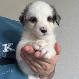 Soba - Blue merle male Toy Australian Shepherd puppy in Georgetown, Texas from Minikin Manor