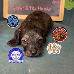 Leo - Brindle male Dachshund puppy in Livingston, Kentucky from Illyria Dox & GSD