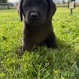Boy 2 - Black male Labrador Retriever puppy in Medford, Oregon from Valley View English Labs