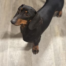 Brett - Dachshund
