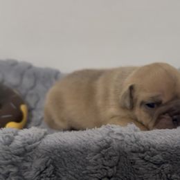 Blue Fawn Boy - Blue tri-color male Bulldog puppy in Alexandria, Virginia from Stacey D’s Bulldogs
