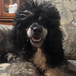 Red collar boy - Phantom male Poodle puppy in Huntsville, Alabama from Heart Song Standard Poodles