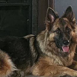 Phoenix - German Shepherd