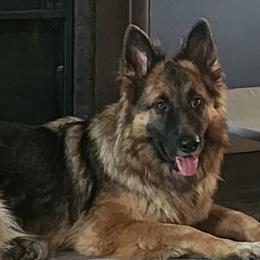 Phoenix - German Shepherd