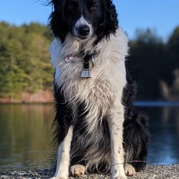 English Shepherd Puppies from Ripple English Shepherds
