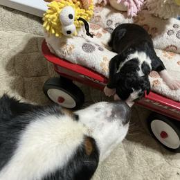 Wren - Tri-color female Bernedoodle puppy in Springfield, Missouri from Doodle Dandy Bernedoodles
