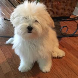 Cotons de Tulear from Lori Brock