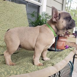 French Bulldog Puppies from LA_Texas Frenchie's