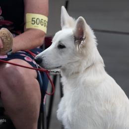 Berger Blanc Suisse Puppies from Moro Shepherds