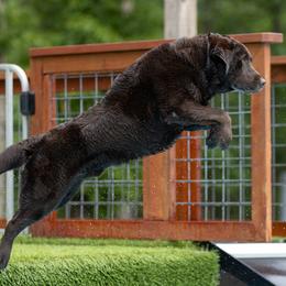 Dominck - Labrador Retriever