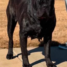 Lani - Cane Corso