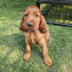Jack the Christmas Eve Puppy - Mahogany male Irish Setter puppy in Orem, Utah from Rocky Mountain Irish Setters