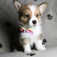 Pembroke Welsh Corgi Puppies from Synergy Stables, Inc.