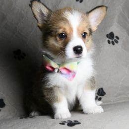 Pembroke Welsh Corgi Puppies from Synergy Stables, Inc.