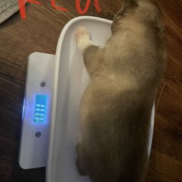 Siberian Husky Puppies from Alexandra's Siberian Huskies