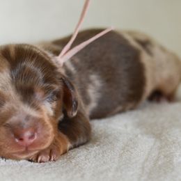 Dachshund Puppies from LHC Dachshunds