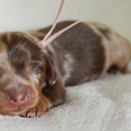 Dachshund Puppies from LHC Dachshunds