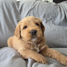 Sage-Red - Cafe male Labradoodle puppy in Commerce City, Colorado from Playful Paws Labradoodles