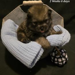 Apple Pie - Wolf sable male Pomeranian puppy in Sanford, Florida from Serena's Poms