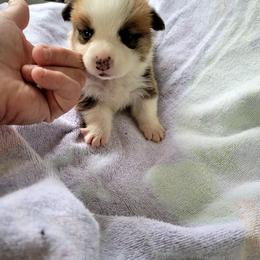 Patch - White and red male Pembroke Welsh Corgi puppy in Aleppo, Pennsylvania from Donna's Corgis