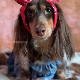 Daizie - Dachshund