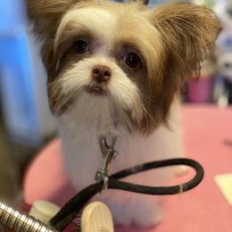 Chinese Crested and Mi-Ki Puppies from Neonate puppy care for breeders