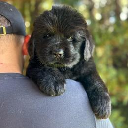 Red Collar - Black female Newfoundland puppy in New York from Johnson Farms