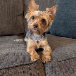 Penny - Yorkshire Terrier