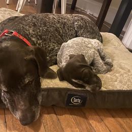 German Shorthaired Pointer Puppies from Fireheart German Shorthaired Pointers