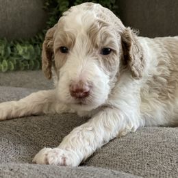 Poodle Puppies from Home of Doodles