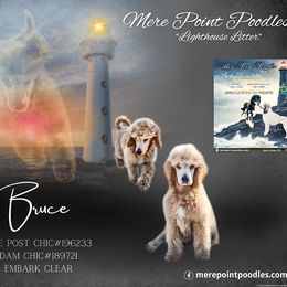 Bruce - Cream Poodle puppy in Belgrade, Maine from Mere Point Poodles