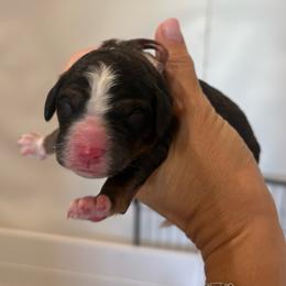 Bo Peep - Pink - Sable female Bernedoodle puppy in Rockwall, Texas from Glory Doodles