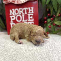 Hale - Apricot male Poodle puppy in Monetta, South Carolina from Moonrise Poodles